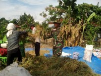 Hama Burung Pipit Menyerang Sawah  Ini Startegi Babinsa Koramil 03/Tempuling Bersama Petani