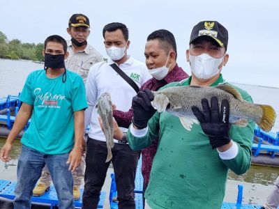 Bupati H.M Adil Tinjau Fasilitas Pengembangan Kakap Putih, Dengan Kapasitas 2.700 Ton/Tahun