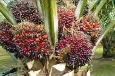 Ikuti Pelatihan, Disbunakkeswan Kampar Berharap Petani Sawit Untuk Bersungguh Sungguh