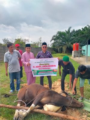 PKS PT.PCR, Qurban 2 Ekor Sapi dan 2 Ekor Kambing di Hari Raya idul Adha 1445 H