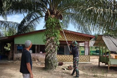 Satgas TMMD ke 113 Kodim 0303 menyempatkan diri  membantu orang tua asuh memanen buah kelapa sawit